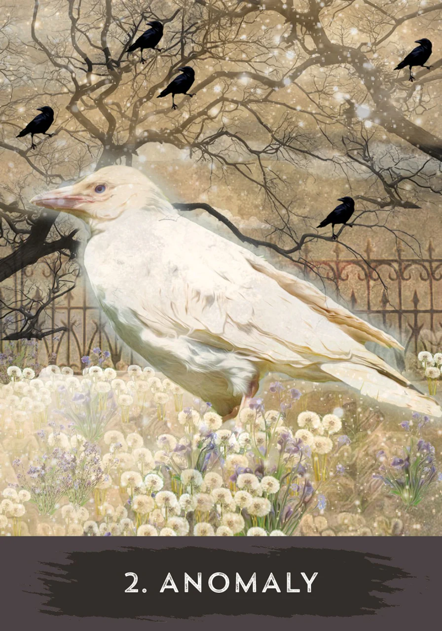 Urban Crow Oracle Cards
